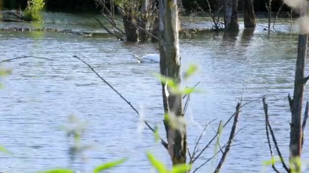 Elegante Cisne Branco Nadando Sublime Água Uma Lagoa Verão — Vídeo de Stock