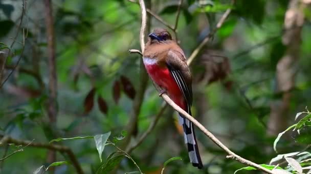 Roodharige Trogon Een Vertrouwenwekkende Middelgrote Vogel Die Thailand Wordt Gevonden — Stockvideo