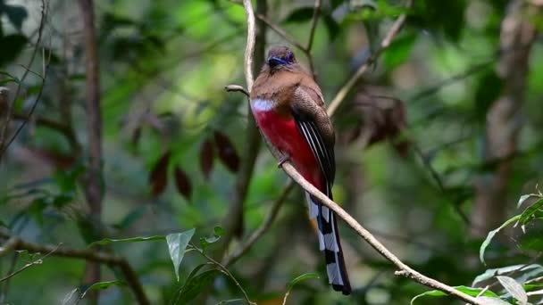 Vörös Hajú Trogon Egy Bizakodó Közepes Méretű Madár Található Thaiföldön — Stock videók