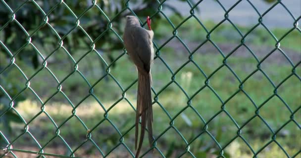 一只漂亮的斑点老鼠鸟紧贴着栅栏 紧紧地抓住了它 — 图库视频影像