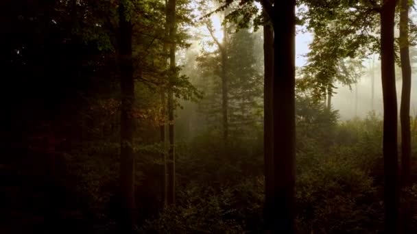 Langsamer Kameraflug Durch Einen Geheimnisvollen Nebelwald Der Einen Goldenen Schimmer — Stockvideo