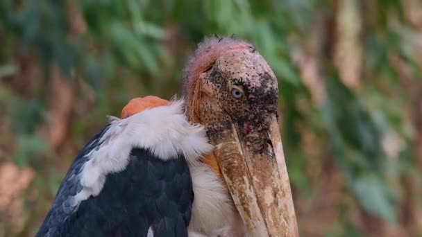 Big Bird Stork Family Common Southern Asia Now Endangered Due — Stock Video