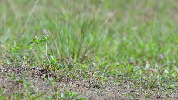 Der Kastanienkopf Bienenfresser Baut Ein Nest Auf Einem Hohen Grashügel — Stockvideo
