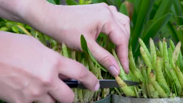 Skörda Aloe Vera Blad Från Hemmet Trädgård Växtbaserade Medicin Närbild — Stockvideo