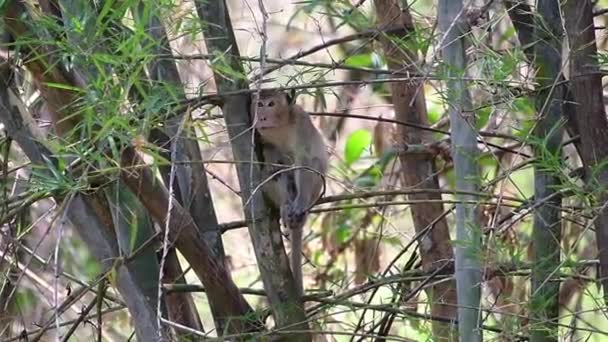 Dlouhoocasé Macaques Jsou Nejjednodušší Opice Najít Thajsku Protože Jsou Přítomny — Stock video