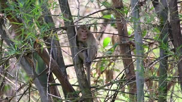 Macacos Cauda Longa São Macacos Mais Fáceis Encontrar Tailândia Pois — Vídeo de Stock