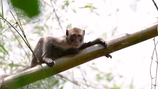 Long Tailed Macaques Zijn Makkelijkste Apen Vinden Thailand Als Aanwezig — Stockvideo
