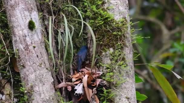 Hill Blue Flycatcher Encontrado Habitat Alta Altitude Tem Penas Azuis — Vídeo de Stock