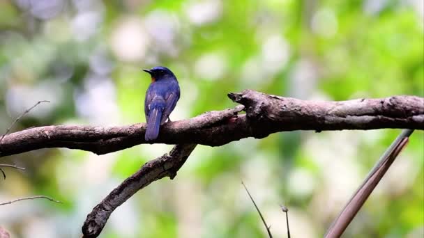 Hill Blue Flycatcher Encuentra Hábitat Alta Elevación Tiene Plumas Azules — Vídeos de Stock