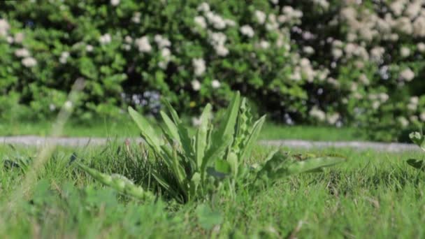 庭の夏の日に近くを通り過ぎる芝刈り機によって買い物をされている小さな雑草 — ストック動画