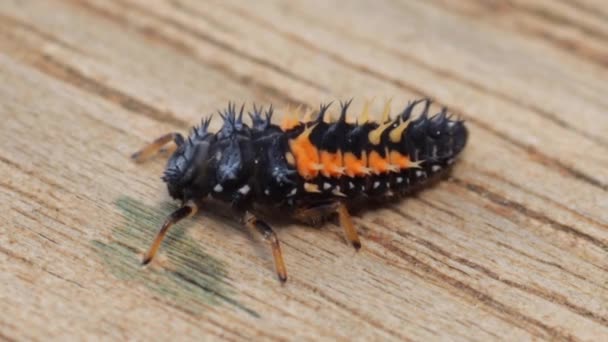 Extrem Aproape Portocale Asiatice Larva Negru Ladybird Suprafața Lemn — Videoclip de stoc