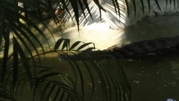 Crocodilo Nadando Rio Atrás Arbustos — Vídeo de Stock