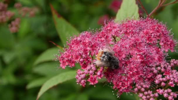 Busy Bee Pollinating Flowers Garden — Stock Video