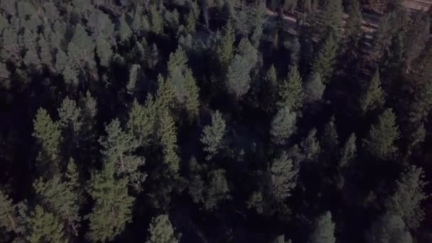 Drone Pan Odhaluje Shasta Lassen County Kalifornii Borovicemi Pláň Podzim — Stock video