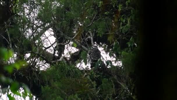 Philippine Eagle Also Known Monkey Eating Eagle Critically Endangered Can — Stok video