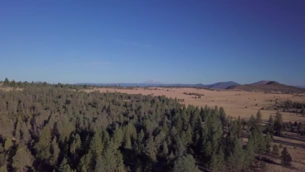 カリフォルニア州ラッセン郡シャスタ山に向かって松の木と秋の平野を飛ぶドローン — ストック動画
