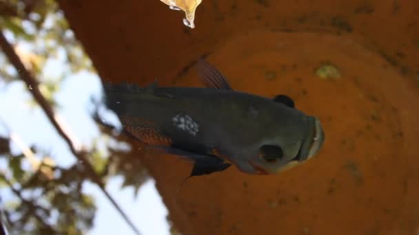 Nahaufnahme Eines Einzelnen Fisches Der Einem Keramik Gartentopf Schwimmt Aufgenommen — Stockvideo