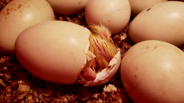 Patito Amarillo Tratando Eclosionar Huevo Alas Móviles Patito Bebé — Vídeo de stock