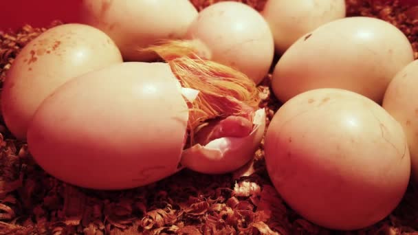 Yellow Duckling Hatches Egg Nest Breaks Free Shell — Stock Video