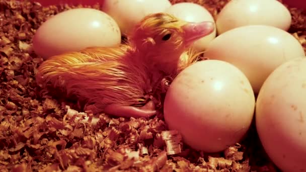 Νεογέννητο Κίτρινο Παπάκι Αναπαύεται Στη Φωλιά Περικυκλωμένο Από Αυγά Αποκοιμιέται — Αρχείο Βίντεο