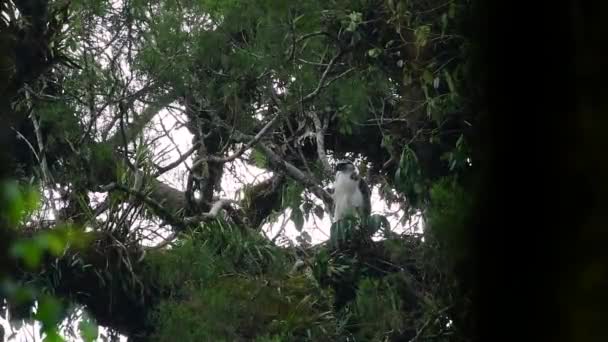 Philippine Eagle Also Known Monkey Eating Eagle Critically Endangered Can — Stok video