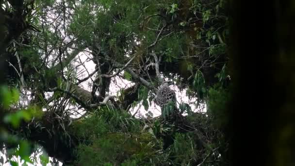 Philippine Eagle Also Known Monkey Eating Eagle Critically Endangered Can — Stock video