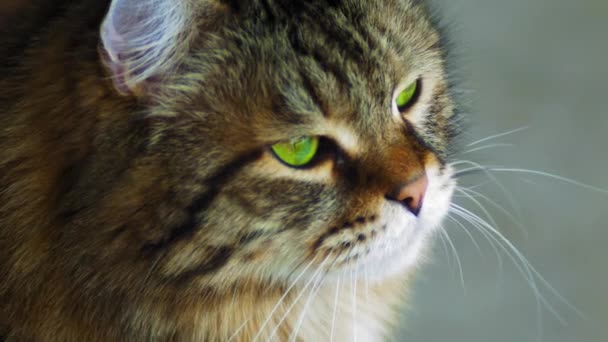 Kucing Siberia Dengan Mata Hijau — Stok Video