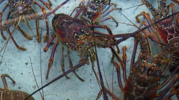 Hummer Einem Künstlich Angelegten Aquarium Warten Auf Ihr Abendessen — Stockvideo