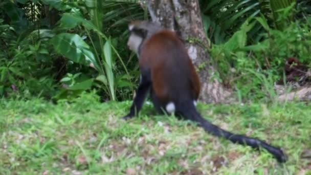 Macaco Macaco Desfrutando Sol Antes Correr Para Cima Uma Árvore — Vídeo de Stock