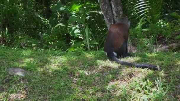 Mona Monkey Sitting Road National Park — стоковое видео