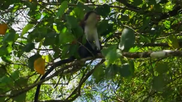 Macaco Mona Sentado Uma Árvore Floresta Tropical Granada — Vídeo de Stock