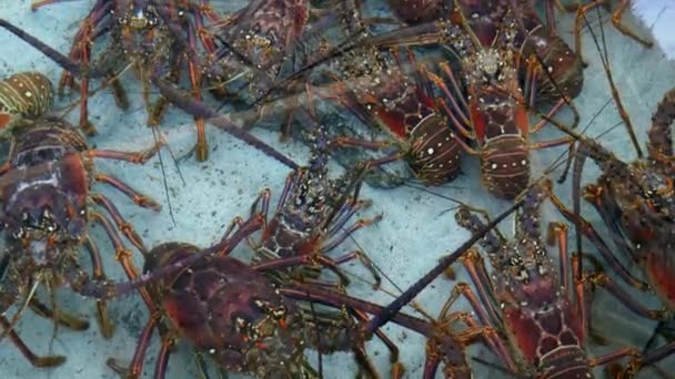 Langosta Todavía Viva Acuario Artificial Preparándose Para Cena — Vídeo de stock