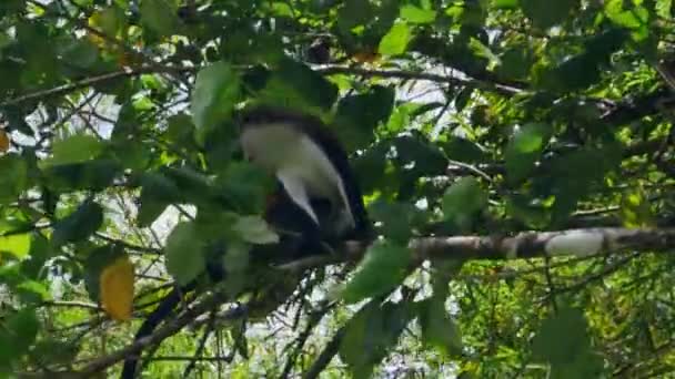 Singe Singe Sifflant Dans Arbre Avec Une Branche Soufflant Dans — Video