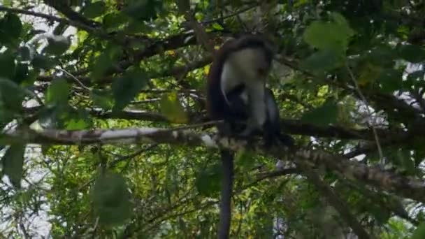一只蒙娜猴坐在树上咀嚼香蕉 树枝在风中飘扬 — 图库视频影像