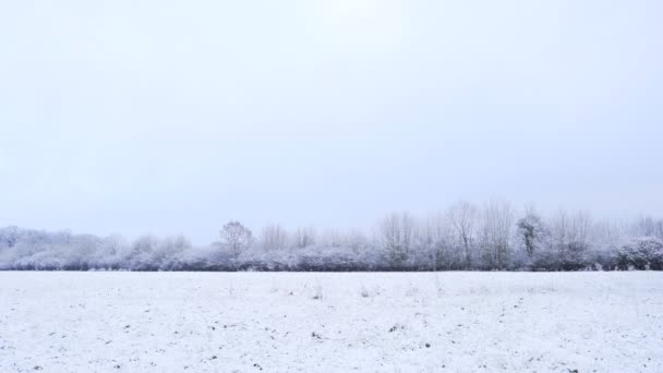 寒い冬の朝に白いふわふわの雪に覆われた出発した英語の牧草地 — ストック動画