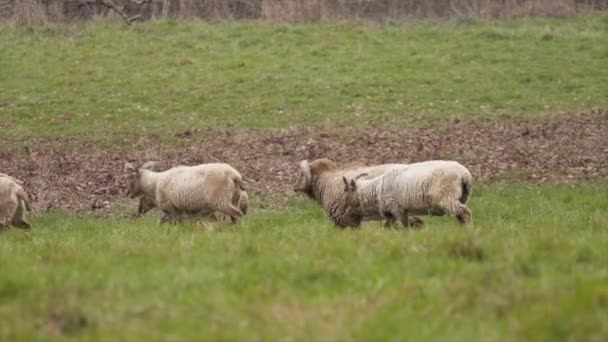 Słyszałem Castlemilk Moorit Sheep Walk Countryside Meadow Anglii — Wideo stockowe