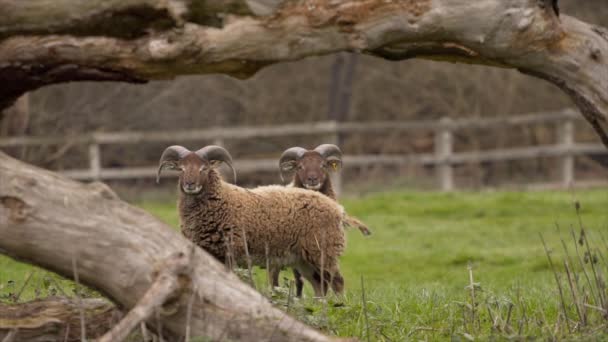 Castlemilk Moorit Sheep Úgy Dönt Hogy Ürít Kamera — Stock videók