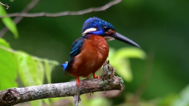 Blue Ušlechtilý Kingfisher Malý Kingfisher Nalezen Thajsku Vyhledáván Fotografové Ptáků — Stock video