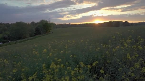 Vandring Skjuten Genom Ett Fält Gyllene Rapsfrön Blommor Sommar Solnedgång — Stockvideo