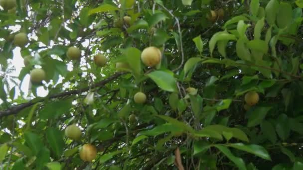 Frutas Noz Moscada Balançando Vento Árvore Ilha Das Especiarias Granada — Vídeo de Stock