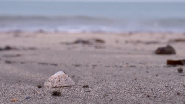 Shell Sitter Sand Strand Med Havet Bakgrunden — Stockvideo