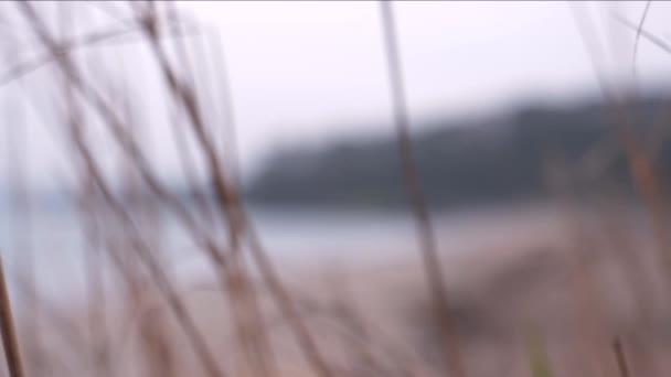 해변에 풀잎들 사이로 지나가고 뒤에는 해안선 — 비디오