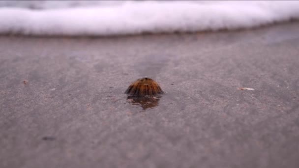 Bir Deniz Kabuğu Kumsalda Bir Dalga Tarafından Yutulur — Stok video