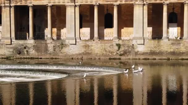 Super Slow Motion Shot Seagull Flying Pulteney Weir Bath Somerset — Stockvideo