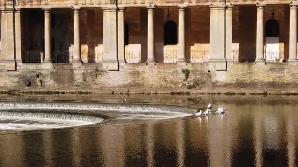 Super Slow Motion Shot Seagull Landing Top Van Pulteney Weir — Stockvideo