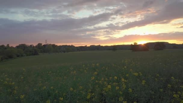 Langzame Panning Schot Een Veld Van Gele Koolzaad Bloemen Een — Stockvideo