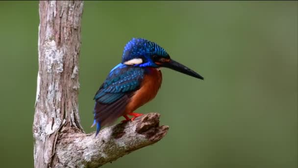 Der Blauohreisvogel Ist Ein Kleiner Eisvogel Der Thailand Gefunden Wurde — Stockvideo