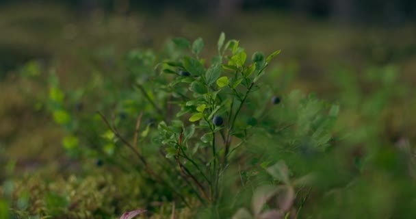 Girato Mattina Presto Una Foresta Vicino Tartumaa Estonia Colore Grado — Video Stock