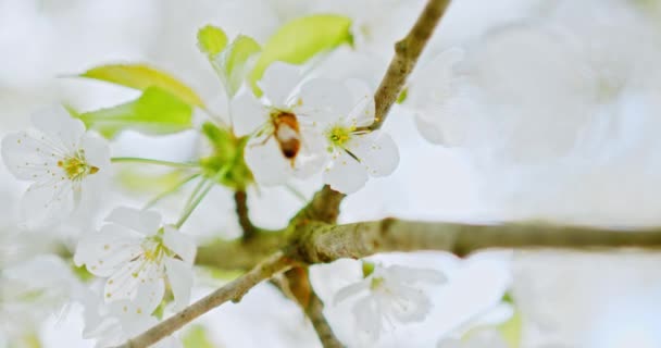 用4K慢动作拍成的花朵和美丽的白色花瓣包裹在苹果树枝头上的蜜蜂 — 图库视频影像