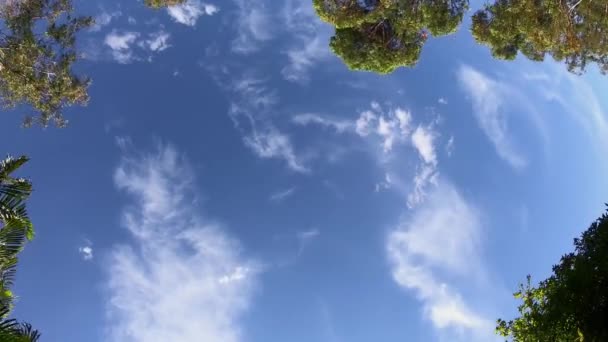 Splendida Timelapse Nuvole Estive Splendidamente Cornici Alberi Ideale Sfondo Testo — Video Stock